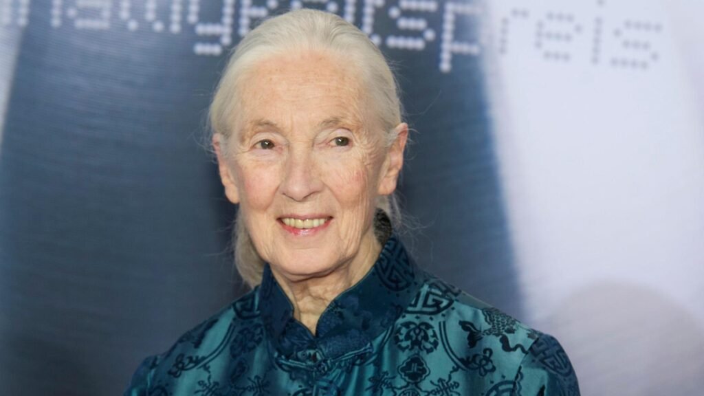 Jane Goodall Todesursache Faktencheck 2026: Lebt sie noch? Wahrheit über Gerüchte, Tod & Gesundheit jane goodall todesursache